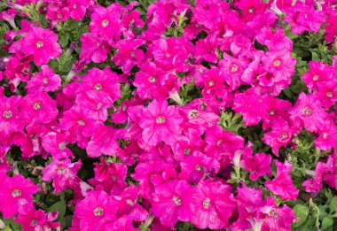pembe Petunya çiçek