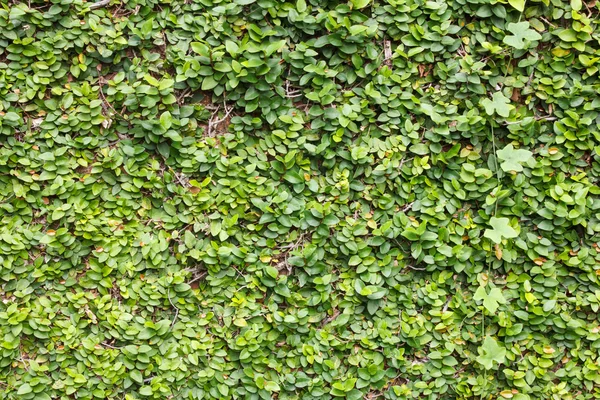 Escalada fundo da parede de figueira com Ivy Gourd — Fotografia de Stock
