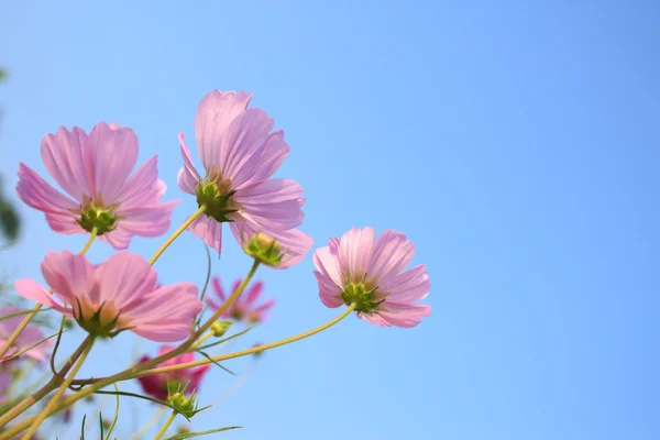 Rosa comos Blumen am Himmel — Stockfoto
