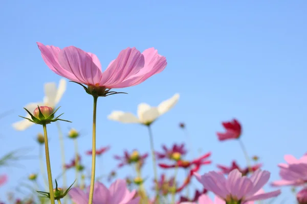 Pink Comos Цветы в небе — стоковое фото