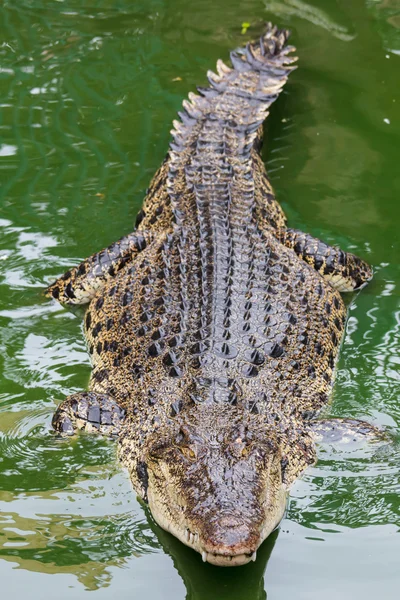 Сіамський крокодил у воді — стокове фото