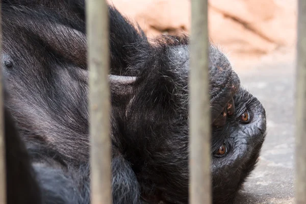 Triste chimpanzé en cage — Photo