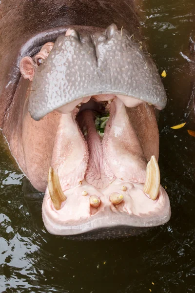 Hippopotamus open mouth — Stock Photo, Image