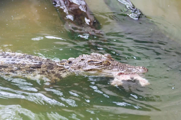 Crocodile eating raw chicken — Stock Photo, Image