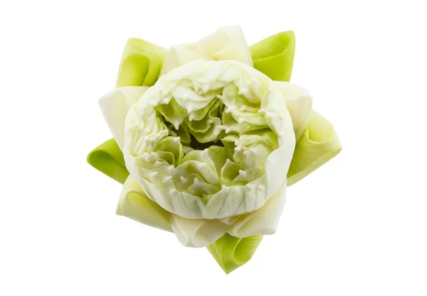 Flor de loto verde sobre fondo blanco — Foto de Stock