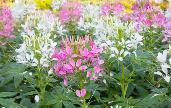 Rosa Kleom- oder Spinnenblüten — Stockfoto