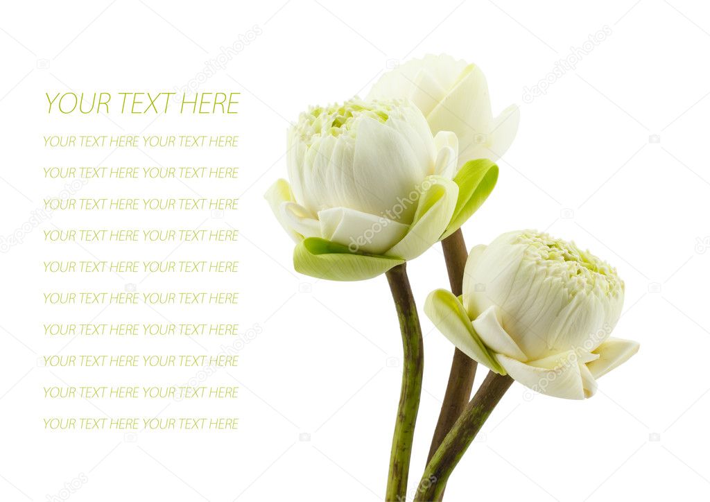 green three lotus flowers  blossom isolated on white background
