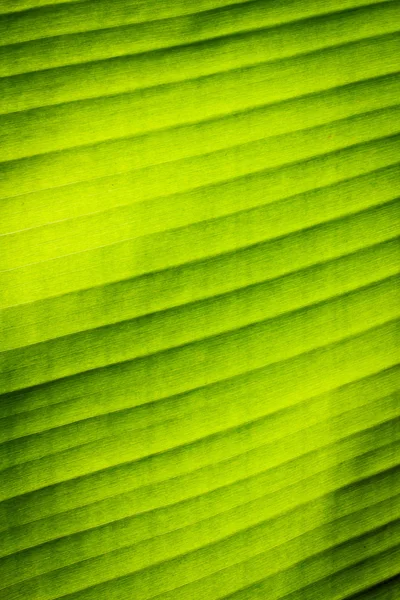 Textura verde da folha de banana — Fotografia de Stock