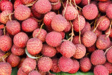  lychees meyve (Çin chinensis)