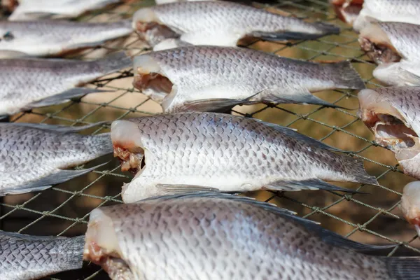 Dried Climbing perch fish — Stock Photo, Image