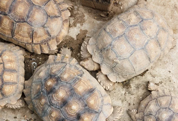 Tartaruga, tartaruga terrestre — Fotografia de Stock