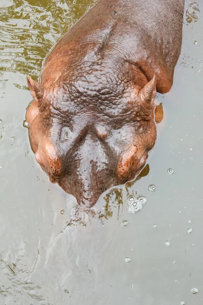 Hippopotame — Photo