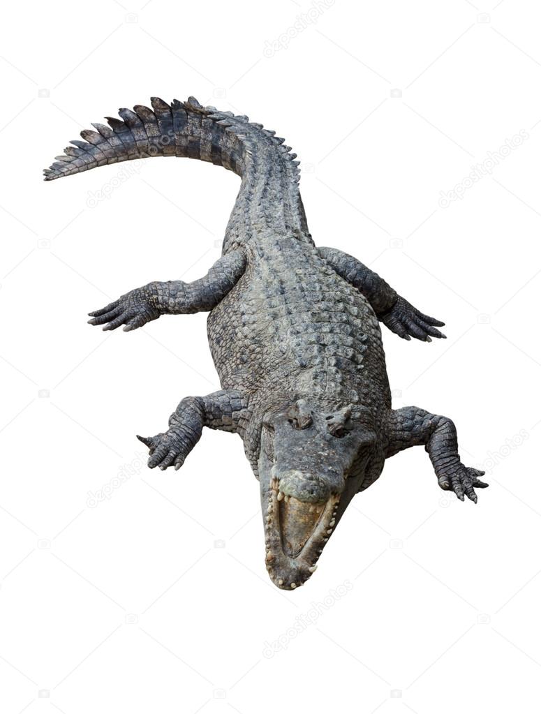 Crocodile isolated on white background