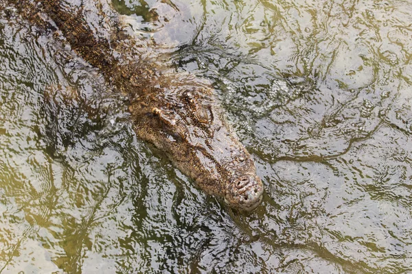 Bovenaanzicht krokodil — Stockfoto