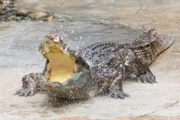 Crocodile avec de l'eau pulvérisée — Photo