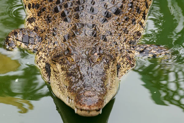 Crocodile siamois dans l'eau — Photo