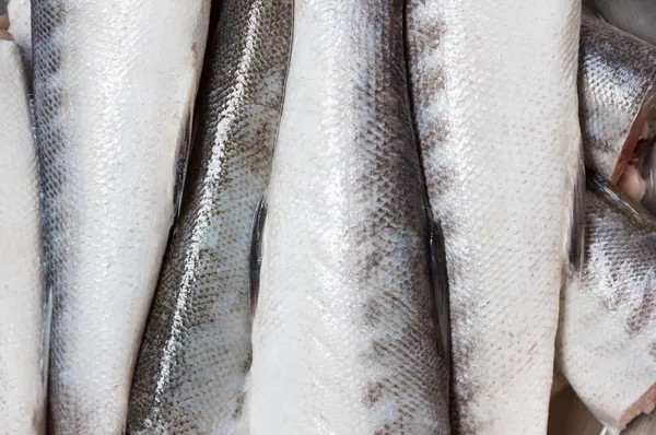 Raw Barracuda Fish Texture — Stock Photo, Image