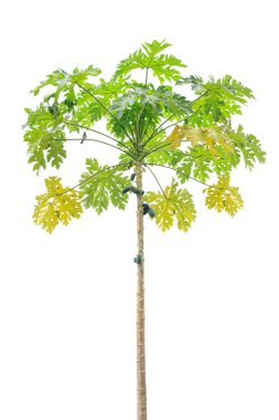 Papaya ağacı beyaz arkaplanda izole edilmiş 