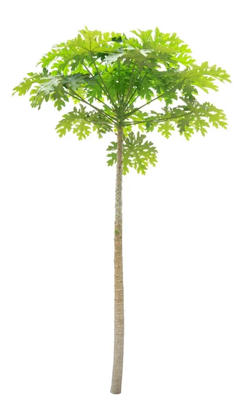 Papája strom izolované na bílém pozadí — Stock fotografie