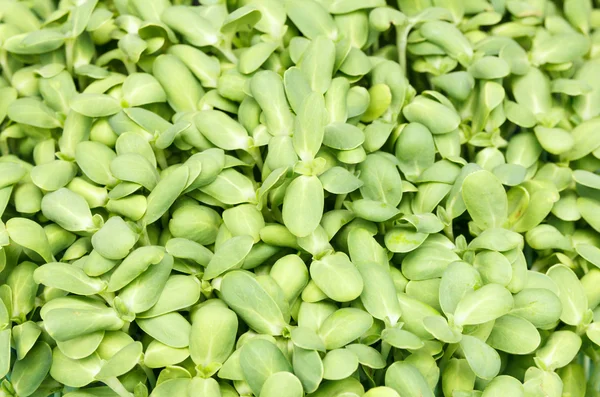 Sunflower Sprout — Stock Photo, Image