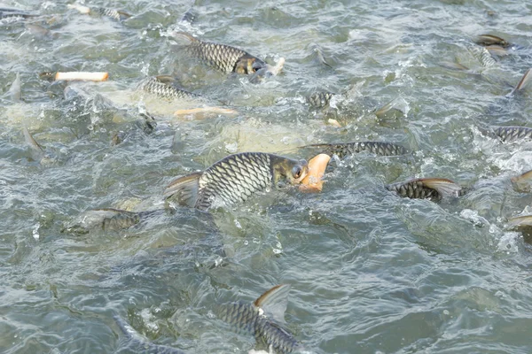 Poisson carpe mangeant du pain — Photo