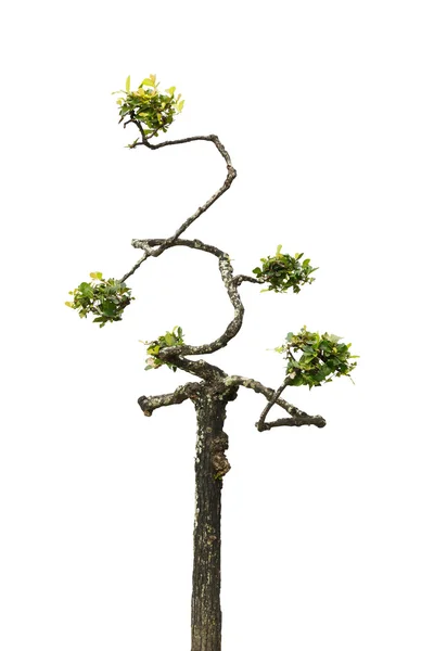 Törpe fa elszigetelt fehér background — Stock Fotó