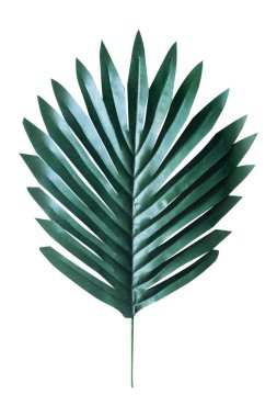Dekorasyon için beyaz zemin üzerinde yeşil yapay Manila palmiye yaprağı izole 