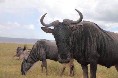 Afrika savana geçirme wildebeest