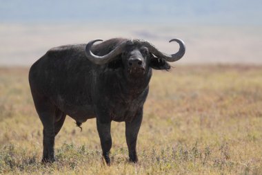 Afrika otlak savana buffalo