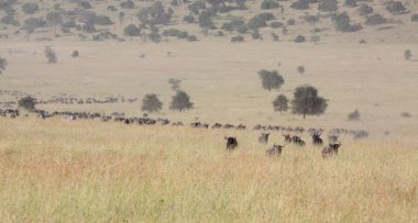 Afrika savana geçirme wildebeest