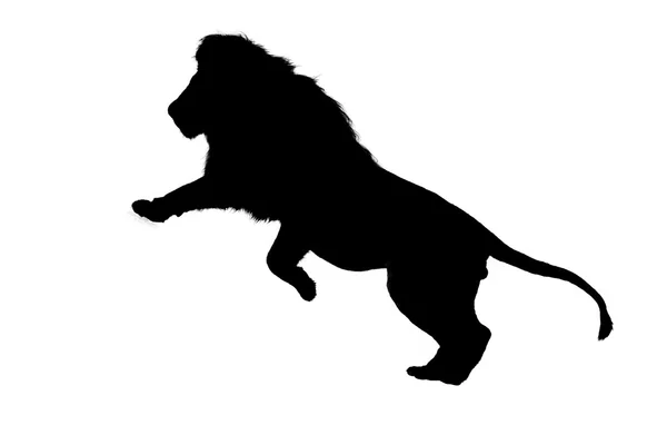 Silhouette eines männlichen Löwen vor weißem Hintergrund — Stockfoto