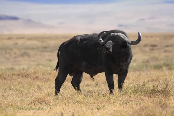 水牛在非洲草原稀树大草原 — 图库照片