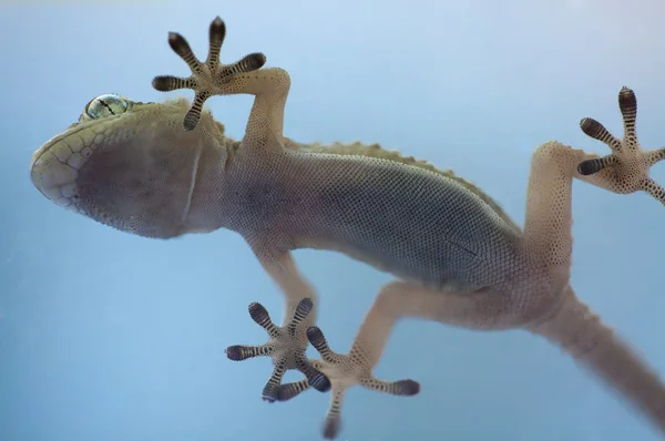 Aşağıdan bir gecko sürüngen yapışkanlı eller