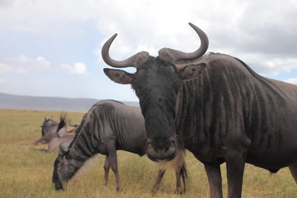 GNU migracji w Afrykańskiej sawanny — Zdjęcie stockowe