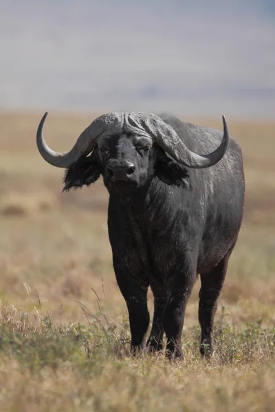 Buffalo em savanas de prados africanos — Fotografia de Stock