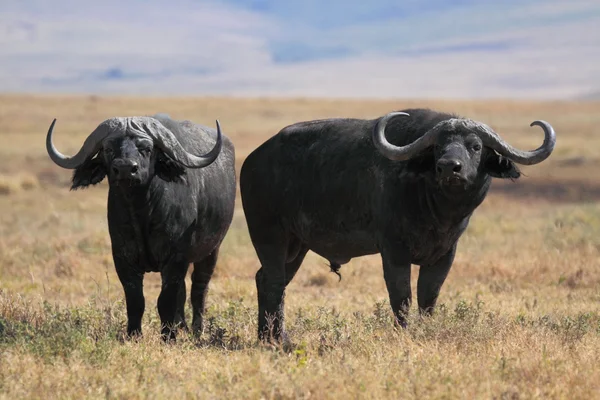 Buffalo en sabana de pastizales africanos —  Fotos de Stock