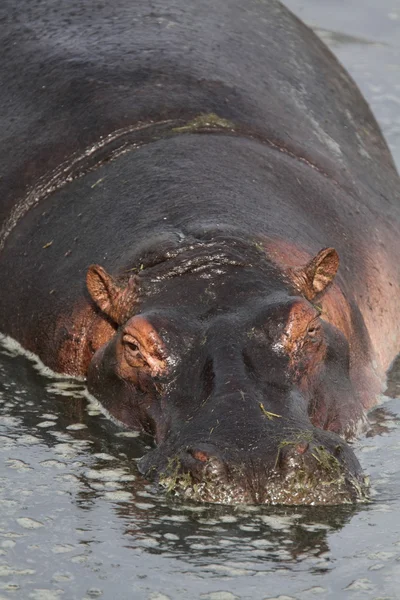 Hippopotamus portrait — Stock Photo, Image