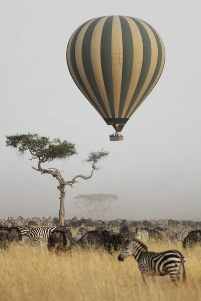 Afrika savana üzerinde uçan balon