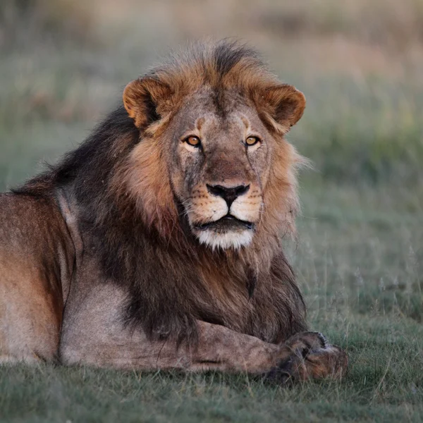 Portrait of wild african lion — Stock Photo, Image