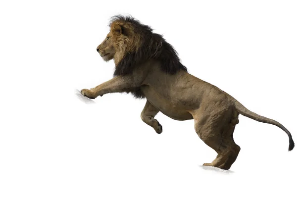Silueta de león macho sobre fondo blanco — Foto de Stock