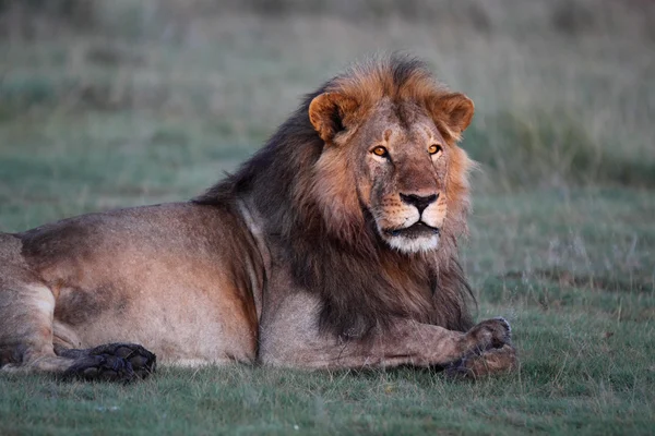 Porträtt av vilda afrikanska lejon — Stockfoto