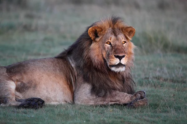 Porträt des wilden afrikanischen Löwen — Stockfoto