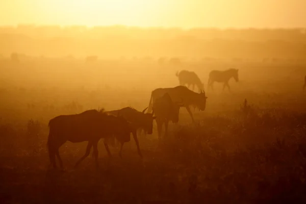 Wildebeest walking in backlit — Stock Photo, Image