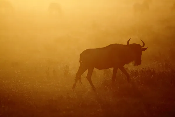 Wildebeest andando em backlit — Fotografia de Stock