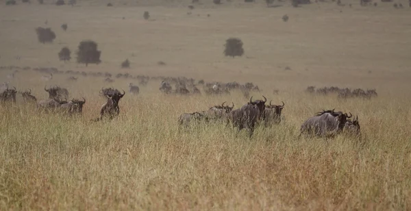 Gnus migrando na savana africana — Fotografia de Stock