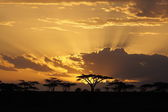 západ slunce v Africe s akátu na pozadí