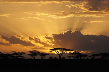 Sunset in Africa with acacia tree on background