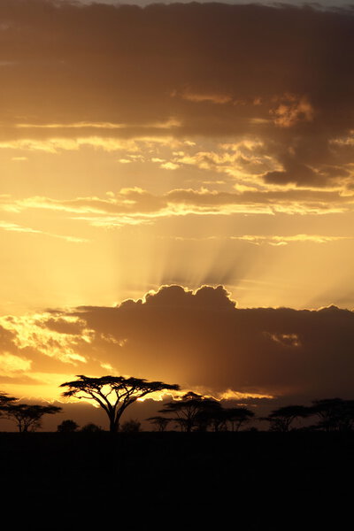 Sunset in Africa with acacia tree on background