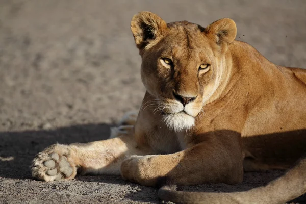 รูปภาพสิงโตแอฟริกันป่า — ภาพถ่ายสต็อก