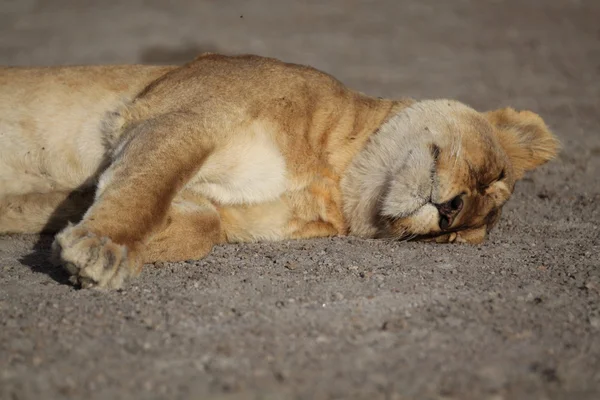 Portrait de lion sauvage africain — Photo
